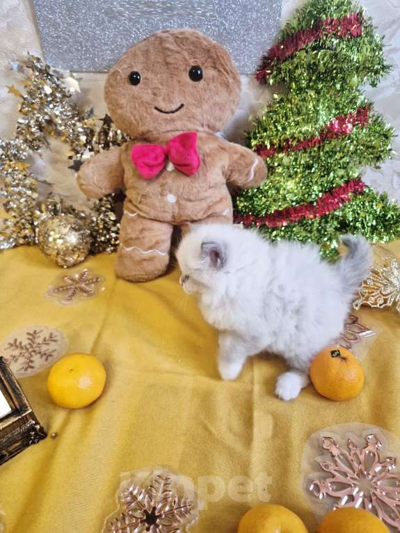 Кошки в Москве: Милейшая девочка Рэгдолл  Девочка, 85 000 руб. - фото 2