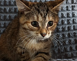 Кошки в Шатуре: Котенок в добрые руки Девочка, Бесплатно - фото 4