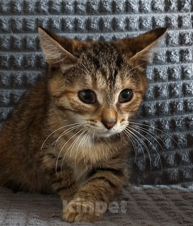 Кошки в Шатуре: Котенок в добрые руки Девочка, Бесплатно - фото 4