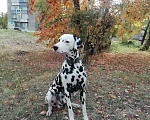 Собаки в Коркино: Ищу нового хозяина для нашей собаки далматина!  Мальчик, Бесплатно - фото 1