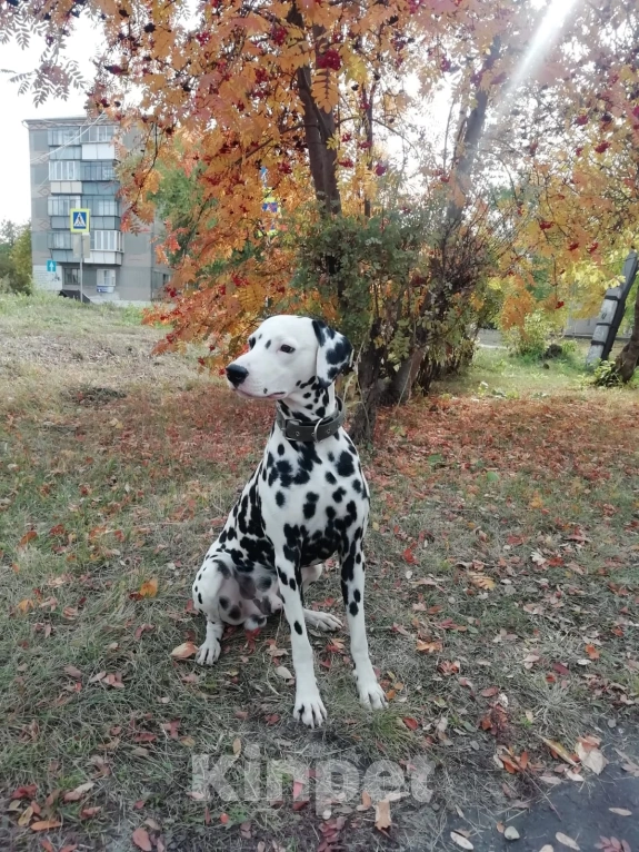 Собаки в Коркино: Ищу нового хозяина для нашей собаки далматина!  Мальчик, Бесплатно - фото 1