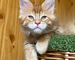 Кошки в Ростове-на-Дону: Котенок Мейн-Кун Мальчик, 40 000 руб. - фото 2