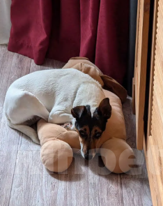 Собаки в других городах Краснодарского края: Форстерьер Лайла в хорошие руки Девочка, Бесплатно - фото 1