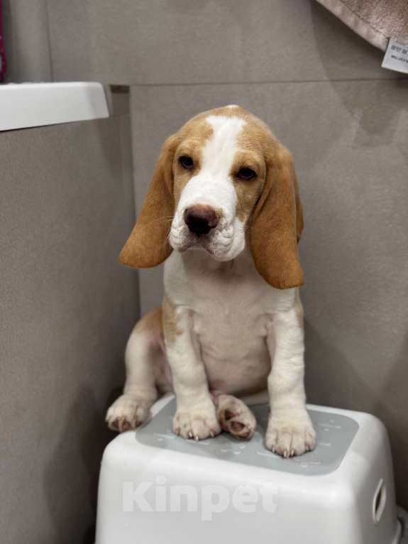 Собаки в Ростове-на-Дону: Щенок Бигль Мальчик, 60 000 руб. - фото 1