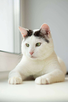 кот Саввушка ищет дом