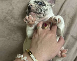 Собаки в Химках: Французский бульдог,щенки Девочка, 40 000 руб. - фото 5