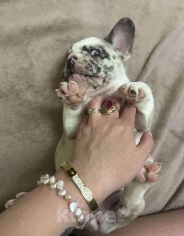 Собаки в Химках: Французский бульдог,щенки Девочка, 40 000 руб. - фото 5