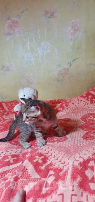 Кошки в Новосибирске: Котята в добрые руки Девочка, Бесплатно - фото 1