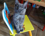 Кошки в Пензе: Котенок Мей кун Девочка, 25 000 руб. - фото 1