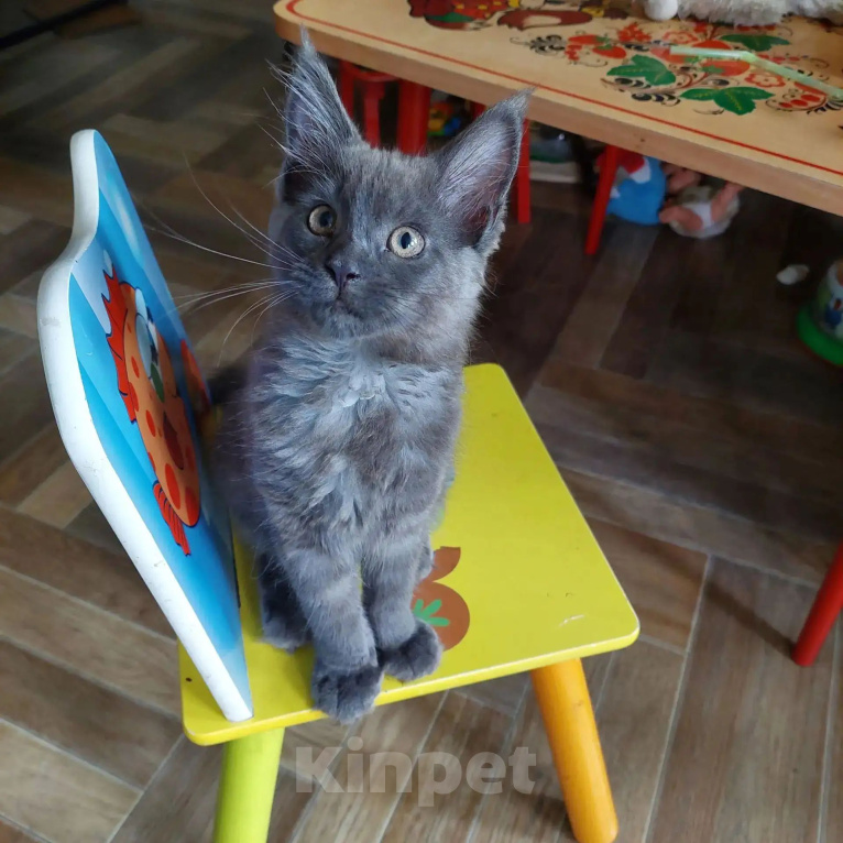 Кошки в Пензе: Котенок Мей кун Девочка, 25 000 руб. - фото 1