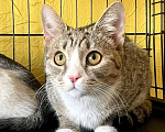 Кошки в Москве: Котенок Миса ищет дом Девочка, Бесплатно - фото 3