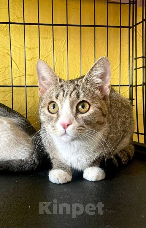 Кошки в Москве: Котенок Миса ищет дом Девочка, Бесплатно - фото 3