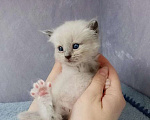 Кошки в Перми: Сибирский котенок Мальчик, Бесплатно - фото 2