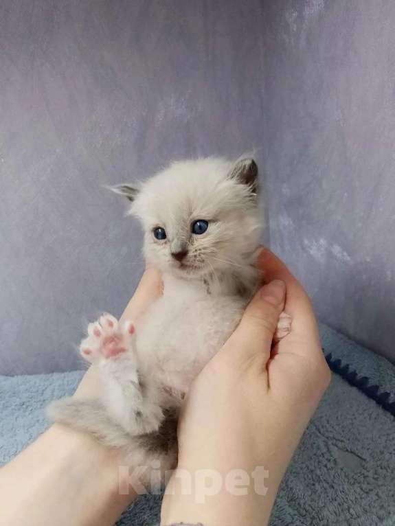 Кошки в Перми: Сибирский котенок Мальчик, Бесплатно - фото 2