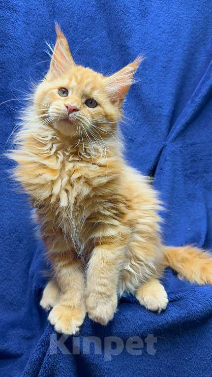 Кошки в Москве: Мейн-кун котенок Мальчик, 60 000 руб. - фото 1