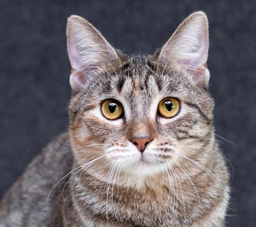 Кошки в Москве: Серая полосатая ласковая котёнок Тея в дар Девочка, 1 руб. - фото 1