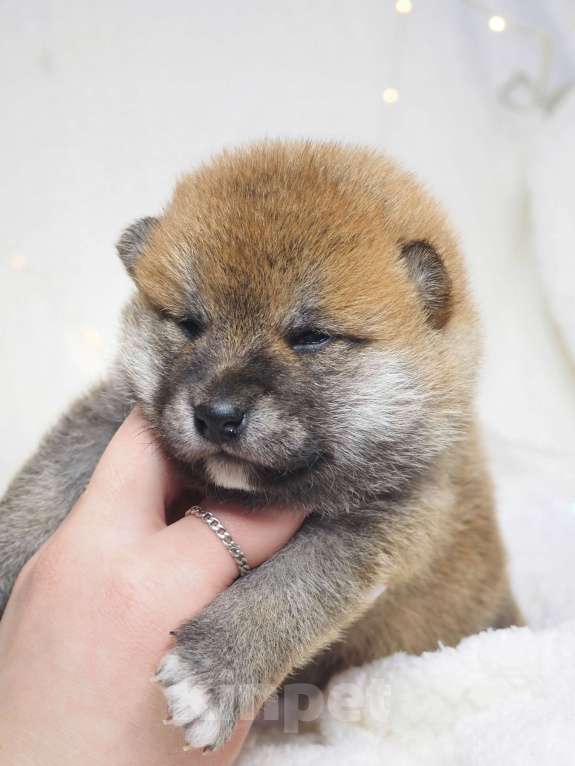 Собаки в Москве: Щенки сиба  Мальчик, 30 000 руб. - фото 5