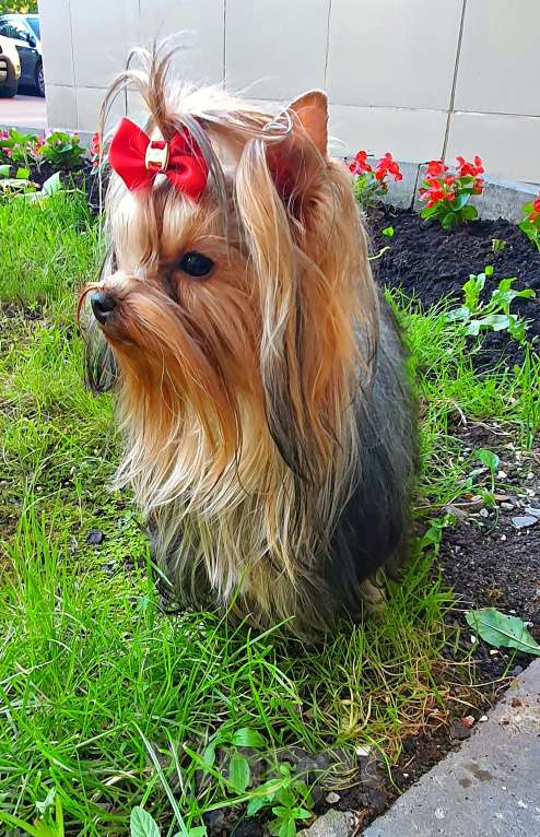 Собаки в Москве: МИНИ МАЛЬЧИК РКФ Мальчик, 45 руб. - фото 4