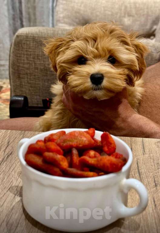 Собаки в Мытищах: Мальттипу Мальчик, 250 000 руб. - фото 1