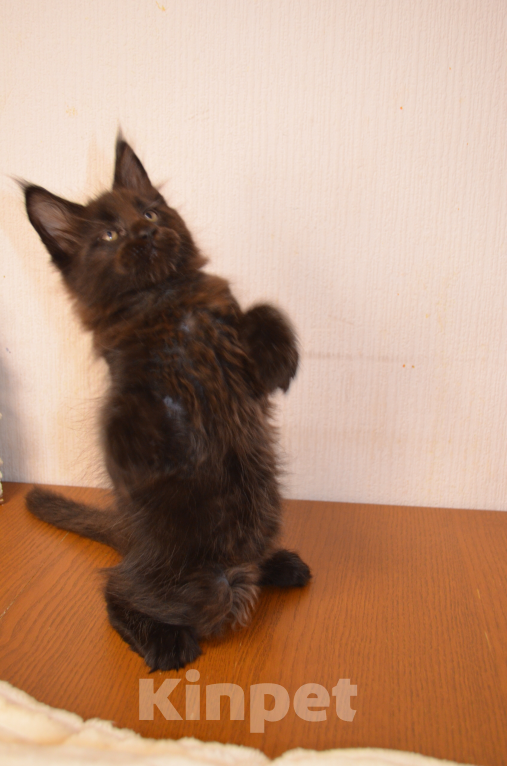 Кошки в Санкт-Петербурге: Черный магический мейн-кун Мальчик, 90 000 руб. - фото 4