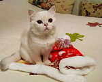 Кошки в Санкт-Петербурге: Купить шотландского плюшевого котенка Мальчик, 25 000 руб. - фото 2