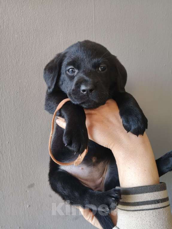 Собаки в других городах Краснодарского края: Щенки Лабрадор ретривер Девочка, 12 000 руб. - фото 3