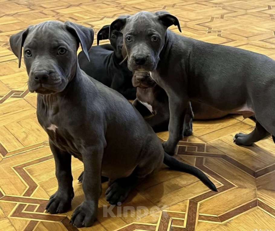 Собаки в других городах Калужской области: Бронь щенка на август,сентябрь от пар Мальчик, 110 000 руб. - фото 8