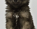 Собаки в Химках: Никки щенок 3 мес в добрые руки Мальчик, Бесплатно - фото 3