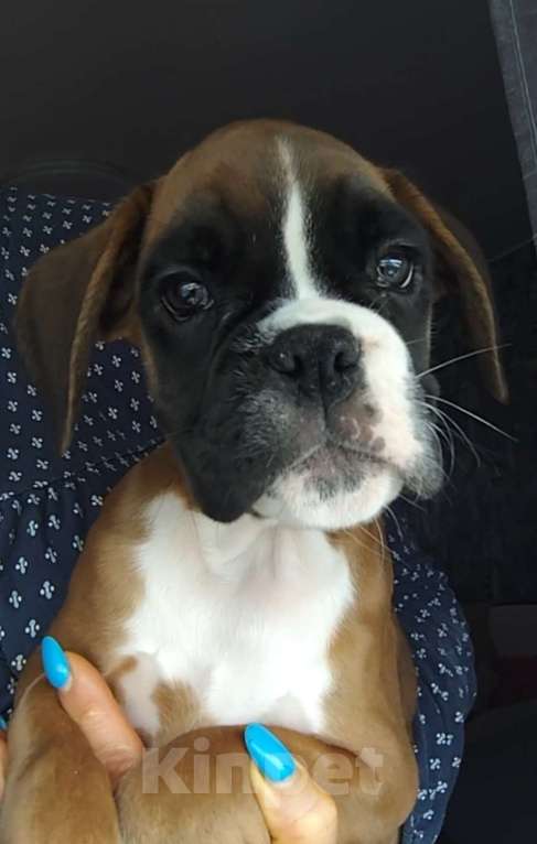 Собаки в Екатеринбурге: Девочка немецкий боксёр Девочка, 55 000 руб. - фото 2