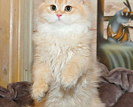 Кошки в Рыбинске: Британский длинношерстный 4 мес мальчик .золото Мальчик, 25 000 руб. - фото 3