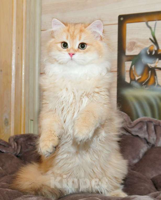 Кошки в Рыбинске: Британский длинношерстный 4 мес мальчик .золото Мальчик, 25 000 руб. - фото 3