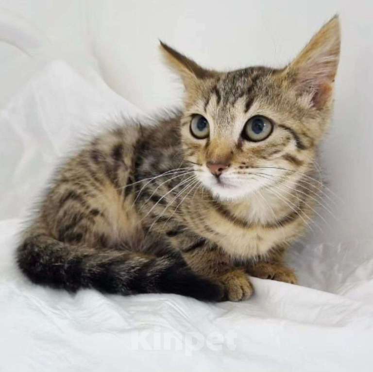 Кошки в Москве: Котенок Микки в добрые руки Мальчик, Бесплатно - фото 3