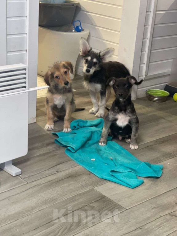 Собаки в Москве: Щенок-девочка, 3 месяца Девочка, Бесплатно - фото 6