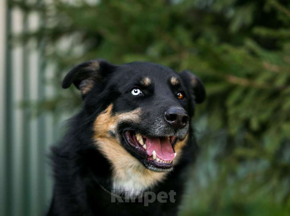 Собаки в Москве: Отдам собаку Мальчик, 200 руб. - фото 2