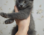 Кошки в Москве: Котенок в поисках семьи Мальчик, Бесплатно - фото 2