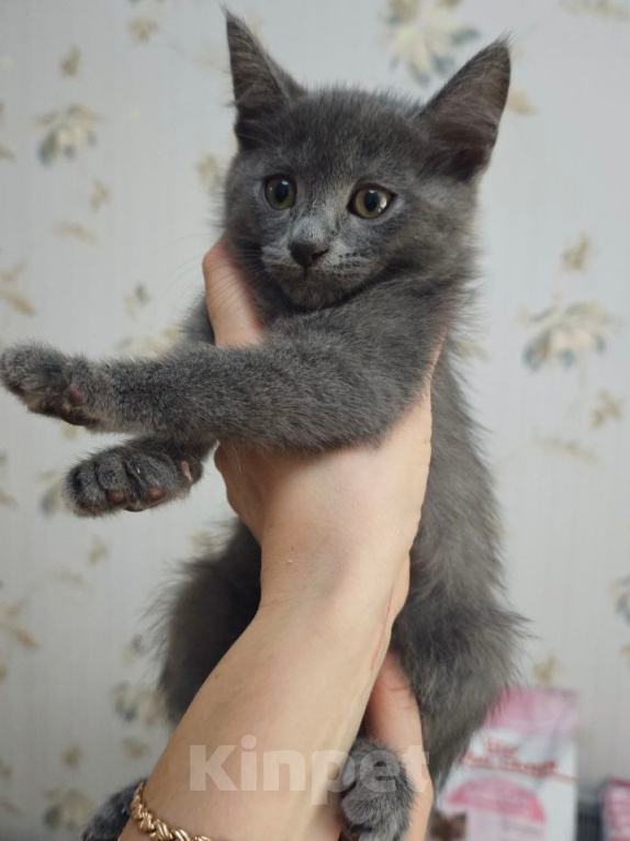 Кошки в Москве: Котенок в поисках семьи Мальчик, Бесплатно - фото 2