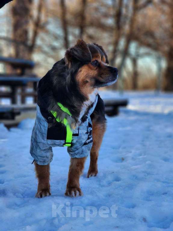 Собаки в Москве: Привет :) Я Бильбо Мальчик, Бесплатно - фото 5