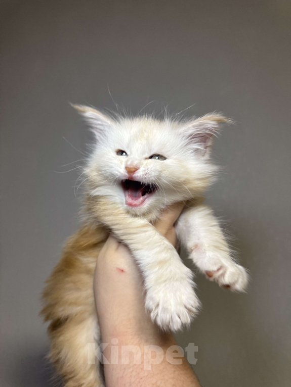 Кошки в Кудрово: Мальчик шадед линий  Мальчик, 70 000 руб. - фото 3