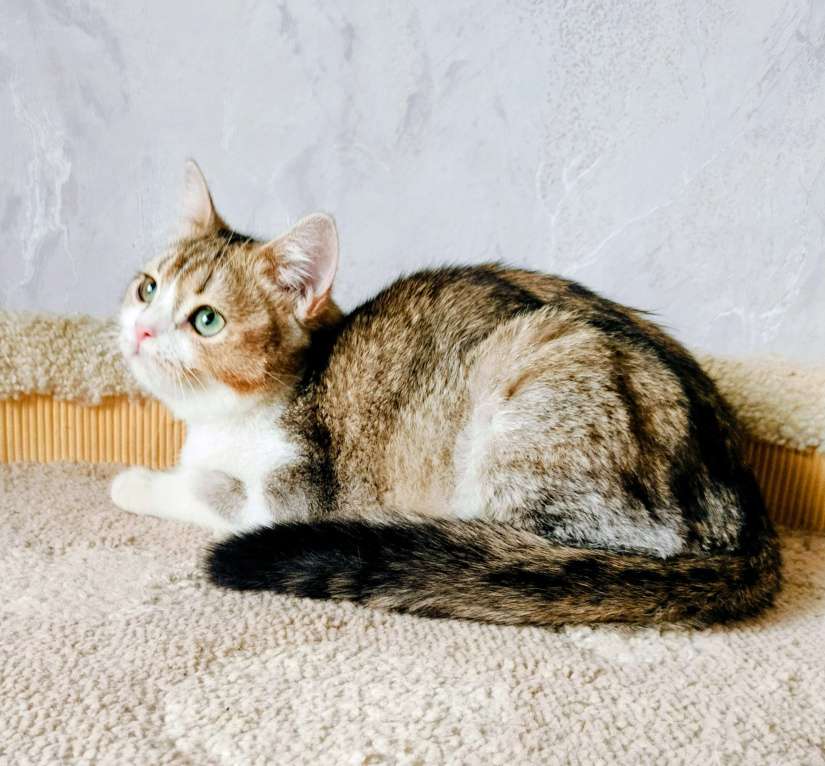 Кошки в Воронеже: Британская девочка Девочка, 25 000 руб. - фото 2