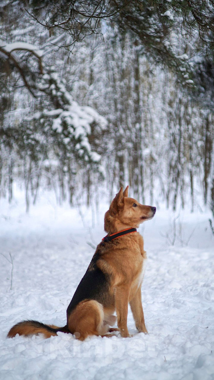 Собаки в Балашихе: Саливан — Хитрый Лис с сердцем из золота! Мальчик, Бесплатно - фото 7
