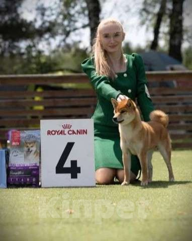 Собаки в Москве: Шикарная девочка сиба ину с отличным характером и родословной Девочка, 90 000 руб. - фото 2