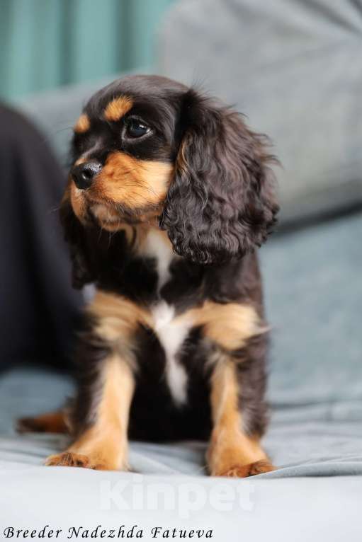 Собаки в Рязани: Щенки Кавалер Кинг Чарльз спаниеля Мальчик, Бесплатно - фото 3