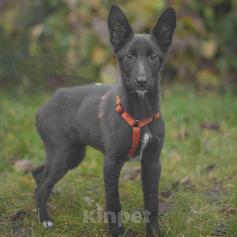 Собаки в Москве: Паприка Девочка, Бесплатно - фото 3