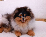 Собаки в Москве: Маленький принц, щенок померанский шпиц Мальчик, 80 000 руб. - фото 1