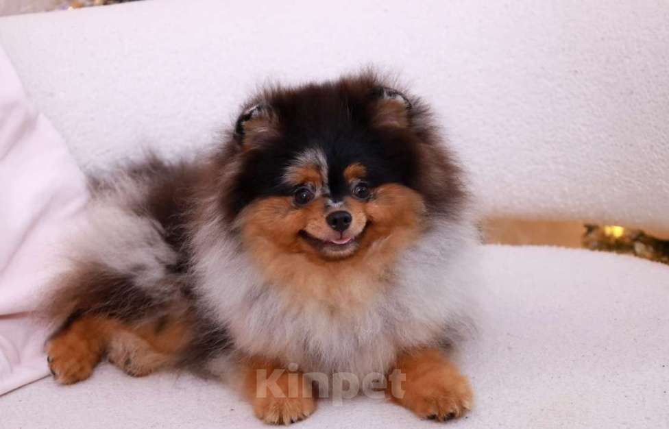 Собаки в Москве: Маленький принц, щенок померанский шпиц Мальчик, 80 000 руб. - фото 1