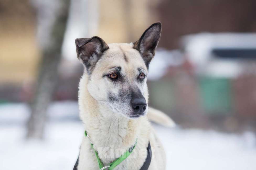 Собаки в Москве: собака Шая в добрые руки Девочка, Бесплатно - фото 2