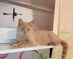 Кошки в Москве: Рыжий вежливый и тактичный кот Стив в добрые руки Мальчик, Бесплатно - фото 3