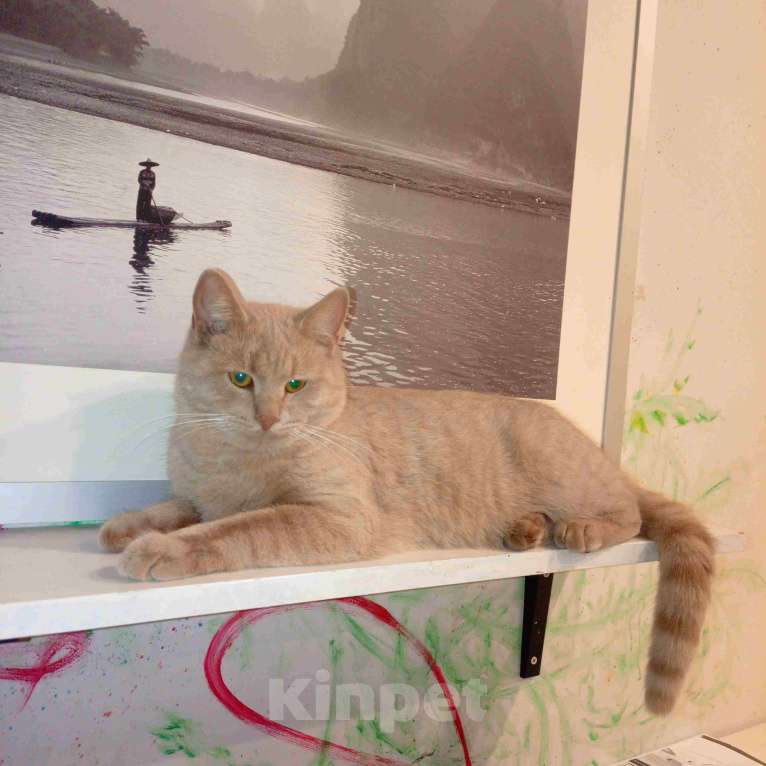 Кошки в Москве: Рыжий вежливый и тактичный кот Стив в добрые руки Мальчик, Бесплатно - фото 3