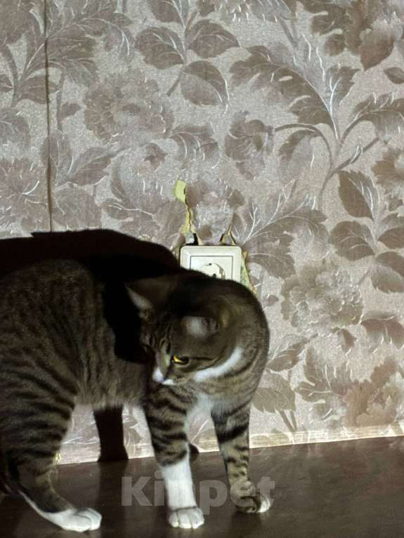 Кошки в Самаре: Отдам в добрые руки  Мальчик, Бесплатно - фото 4