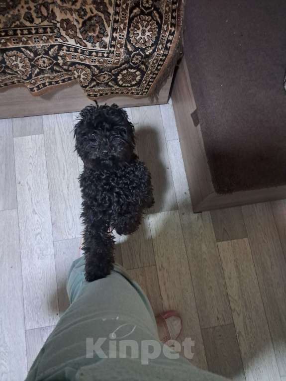 Собаки в Брянске: Продажа Девочка, Бесплатно - фото 4